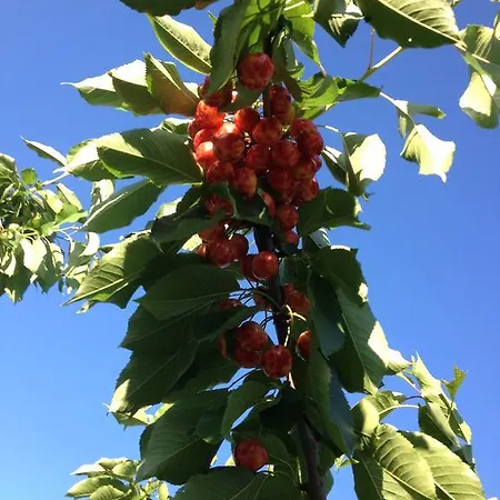 El Cerrillo